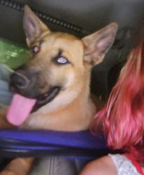 Lost Female Dog last seen Blake and Coors , Albuquerque, NM 87121