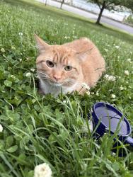 Found/Stray Unknown Cat last seen Near the loop entrance at Druid hill park lake area nearing running path along water , Baltimore, MD 21211