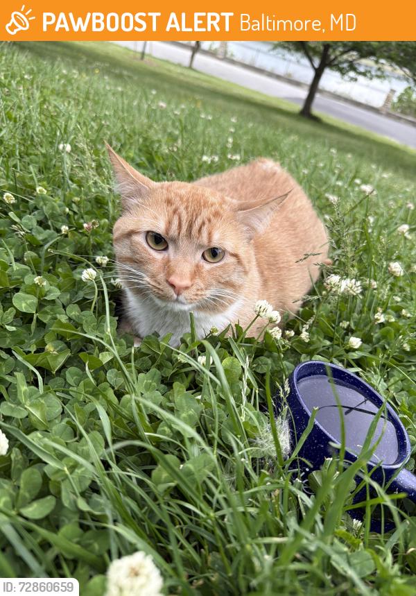 Found/Stray Unknown Cat last seen Near the loop entrance at Druid hill park lake area nearing running path along water , Baltimore, MD 21211