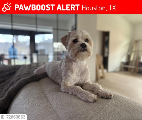 Lost Male Dog last seen Near Valkeith Dr Houston, TX  77096 United States, Houston, TX 77096