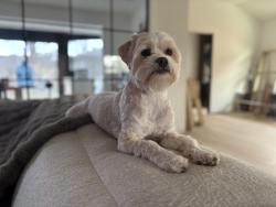 Lost Male Dog last seen Near Valkeith Dr Houston, TX  77096 United States, Houston, TX 77096