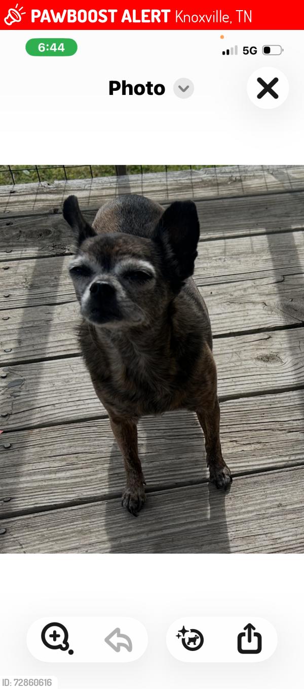 Lost Female Dog last seen Showneys , Knoxville, TN 37914