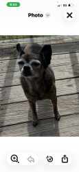 Lost Female Dog last seen Showneys , Knoxville, TN 37914