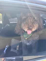Found/Stray Male Dog last seen Silverado and Minton, Mesa, AZ 85215