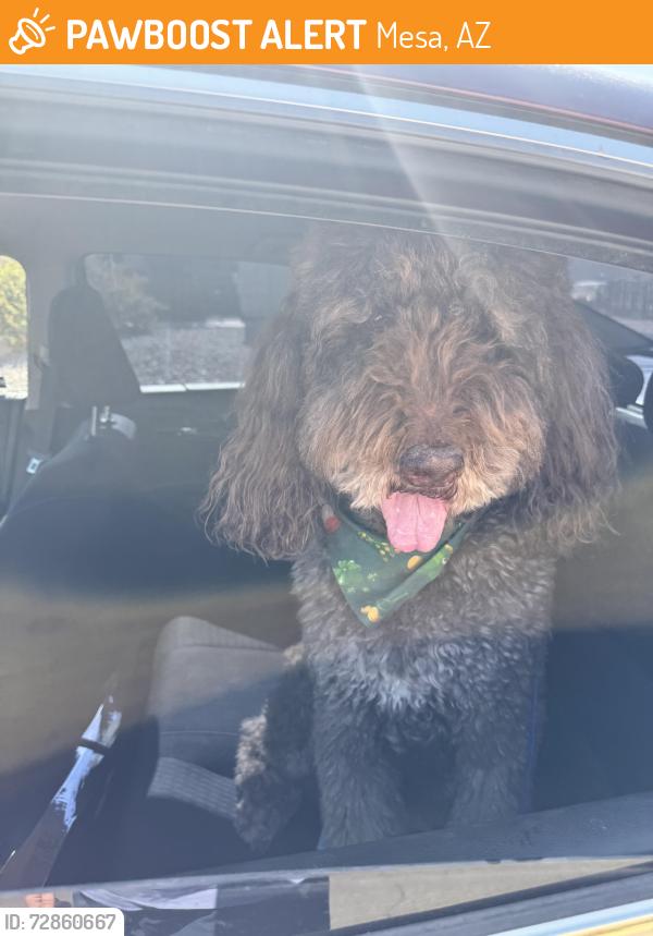 Found/Stray Male Dog last seen Silverado and Minton, Mesa, AZ 85215