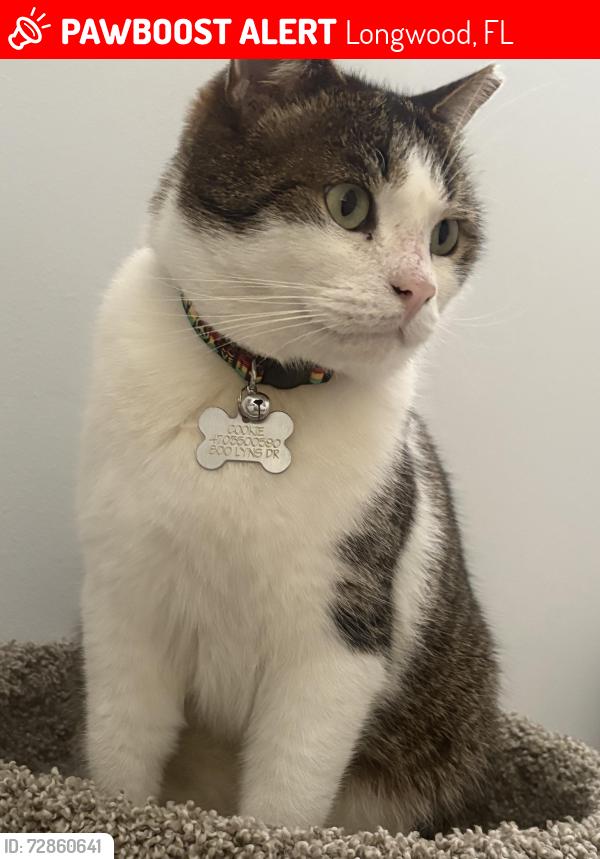 Lost Male Cat last seen Near Lyns Dr 32750 Longwood Florida, Longwood, FL 32750
