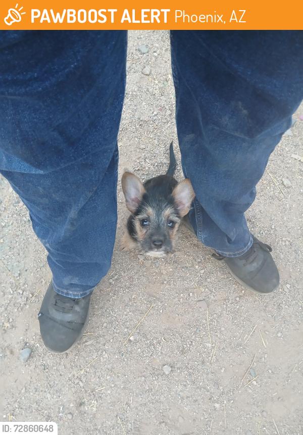 Found/Stray Female Dog last seen Near W Pima St, Phoenix, AZ 85007, Phoenix, AZ 85007