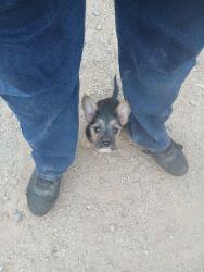 Found/Stray Female Dog last seen Near W Pima St, Phoenix, AZ 85007, Phoenix, AZ 85007
