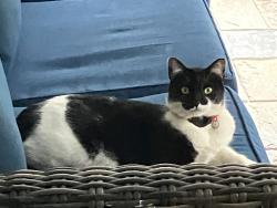 Found/Stray Male Cat last seen Near Deaton Creek clbh, Hall County, GA 30548
