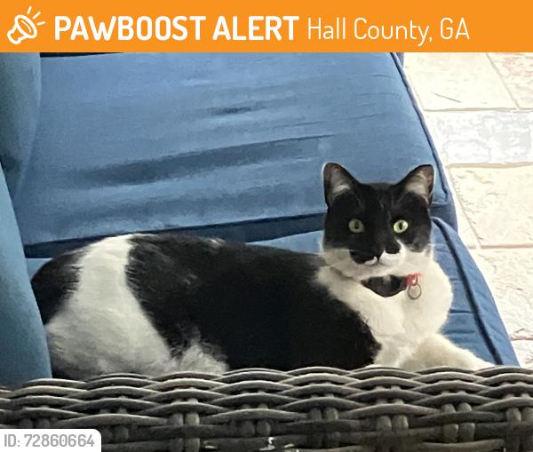 Found/Stray Male Cat last seen Near Deaton Creek clbh, Hall County, GA 30548