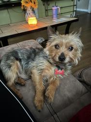 Lost Male Dog last seen Stadium y circle dr, Arlington, TX 76010