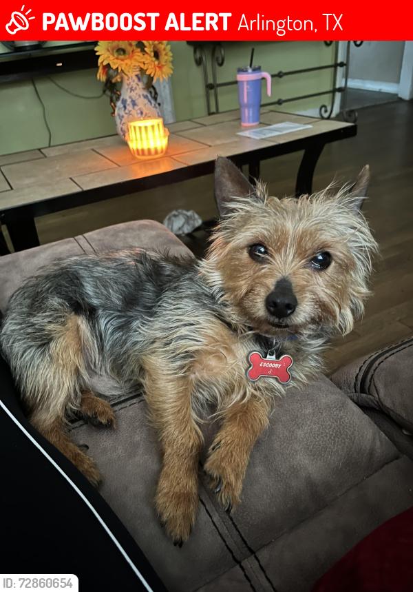 Lost Male Dog last seen Stadium y circle dr, Arlington, TX 76010