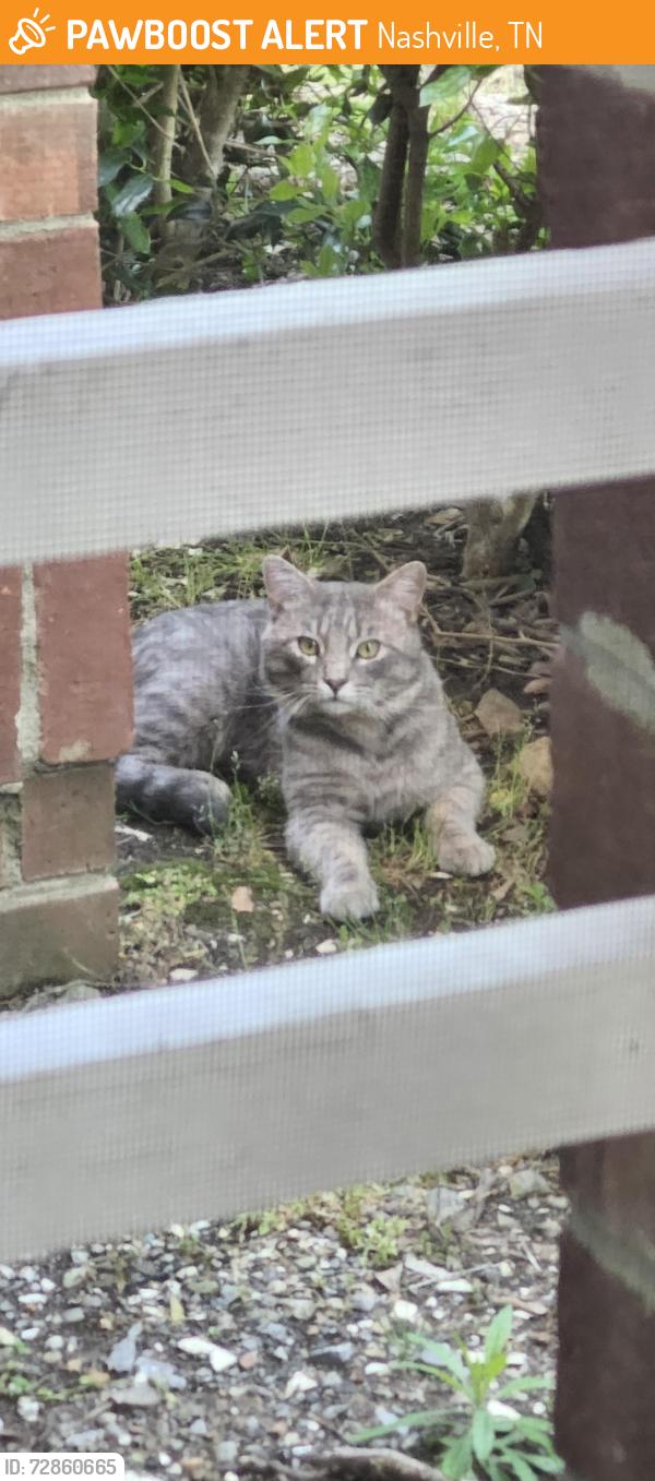 Found/Stray Unknown Cat last seen Avana Lexington apmts , Nashville, TN 37209