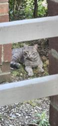 Found/Stray Unknown Cat last seen Avana Lexington apmts , Nashville, TN 37209