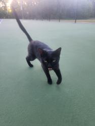 Found/Stray Unknown Cat last seen In the tennis courts, Hampton, VA 23661
