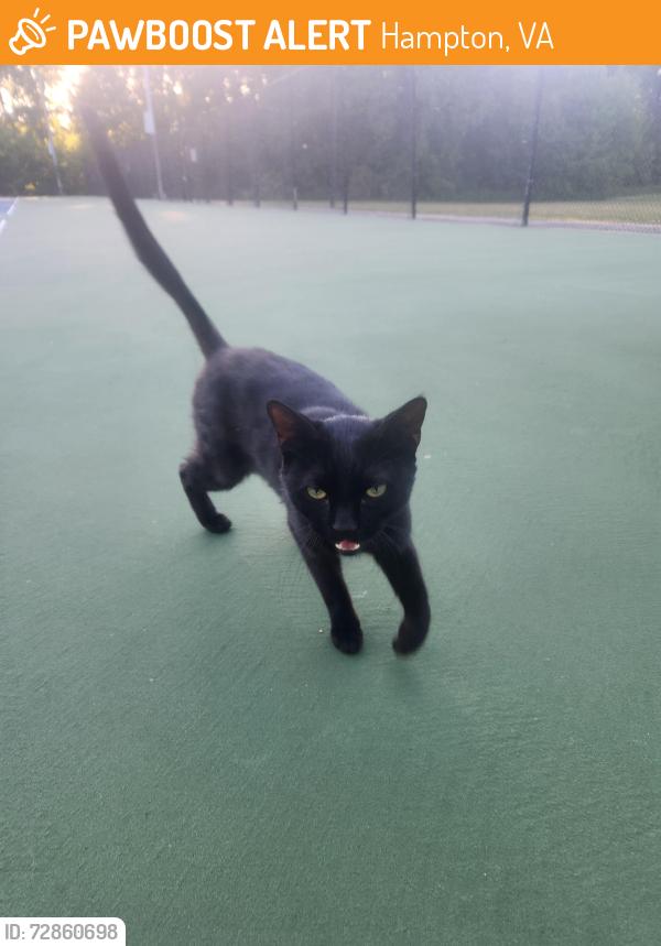 Found/Stray Unknown Cat last seen In the tennis courts, Hampton, VA 23661