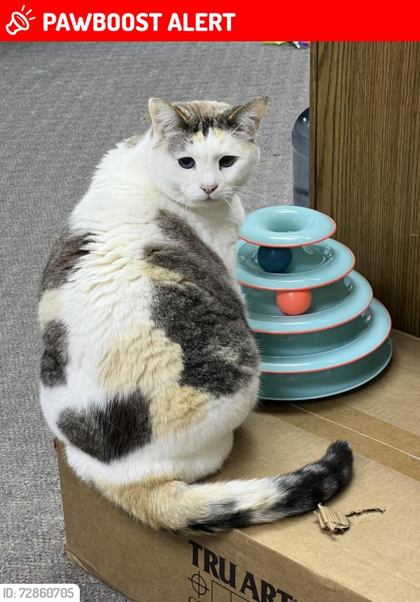 Lost Female Cat last seen Edwards and Edinger , Huntington Beach, CA 92647