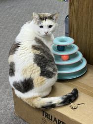 Lost Female Cat last seen Edwards and Edinger , Huntington Beach, CA 92647