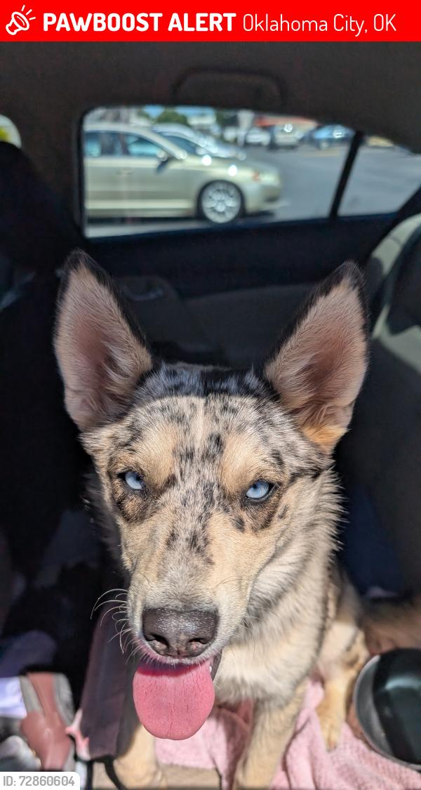 Lost Female Dog last seen OnCue Near NW 63rd and Expwy , Oklahoma City, OK 73132