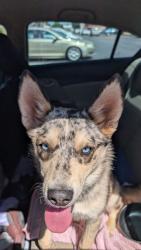 Lost Female Dog last seen OnCue Near NW 63rd and Expwy , Oklahoma City, OK 73132