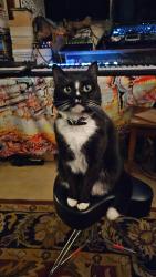 Lost Male Cat last seen Claycut and S Acadian, capital heights area, Baton Rouge, LA 70806