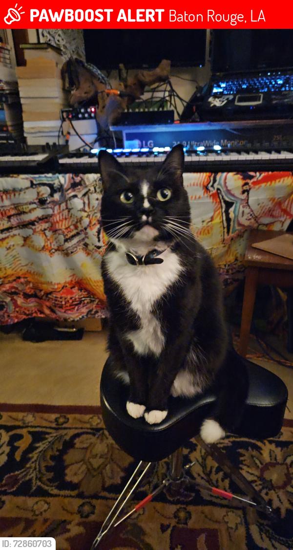 Lost Male Cat last seen Claycut and S Acadian, capital heights area, Baton Rouge, LA 70806