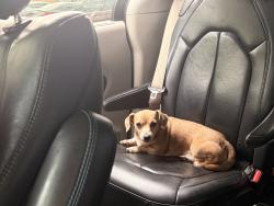 Reunited Male Dog last seen Smith High School, Greensboro, NC 27407