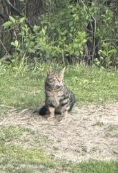 Found/Stray Unknown Cat last seen Wing Lake between 15 & 14 Bloomfield Hills Mi, Bloomfield Township, MI 48301