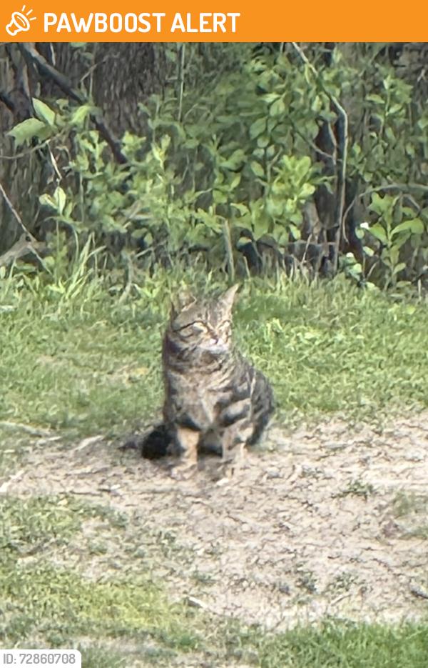 Found/Stray Unknown Cat last seen Wing Lake between 15 & 14 Bloomfield Hills Mi, Bloomfield Township, MI 48301