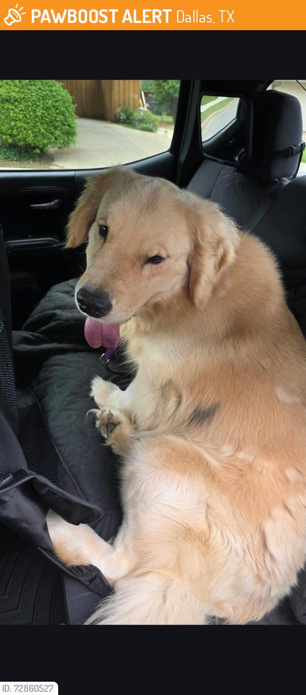 Found/Stray Male Dog last seen Crownshore, Dallas, TX 75229