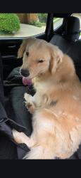 Found/Stray Male Dog last seen Crownshore, Dallas, TX 75229