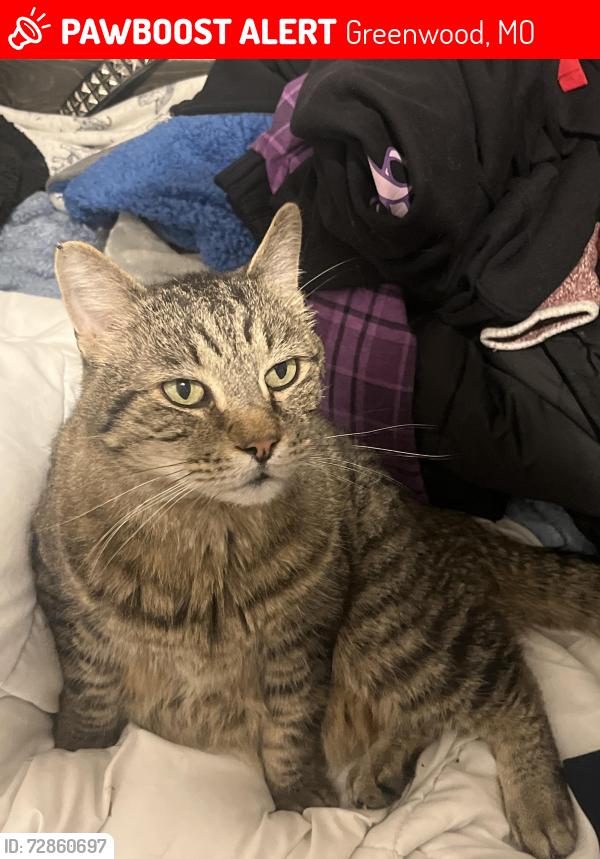 Lost Male Cat last seen Greenwood MO, Greenwood, MO 64034