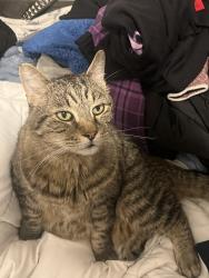 Lost Male Cat last seen Greenwood MO, Greenwood, MO 64034