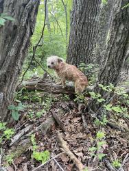 Found/Stray Unknown Dog last seen Hayes run road, Marshall, NC 28753