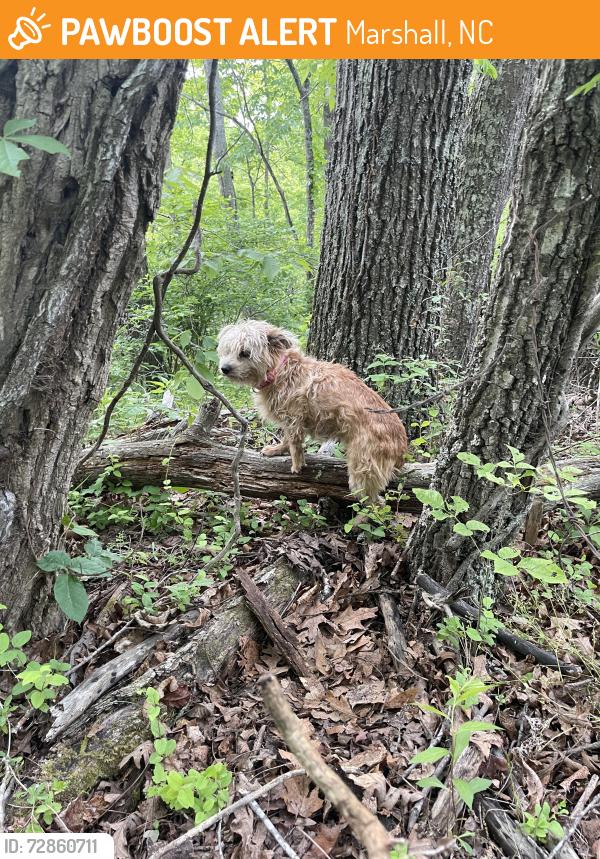 Found/Stray Unknown Dog last seen Hayes run road, Marshall, NC 28753