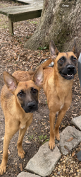 Found/Stray Female Dog last seen Tharpe Street, Tallahassee, FL 32301