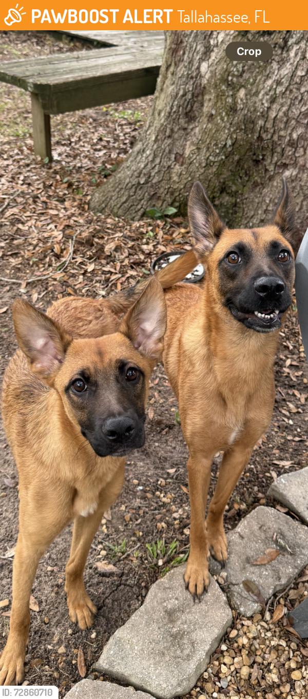 Found/Stray Female Dog last seen Tharpe Street, Tallahassee, FL 32301