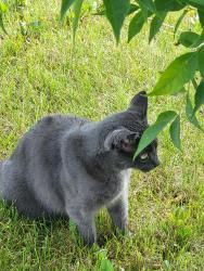 Lost Male Cat last seen Nose hill dr nw , Calgary, AB T3G