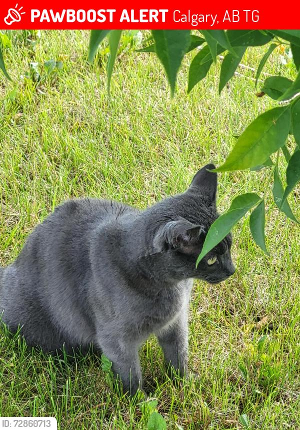 Lost Male Cat last seen Nose hill dr nw, Calgary, AB T3G