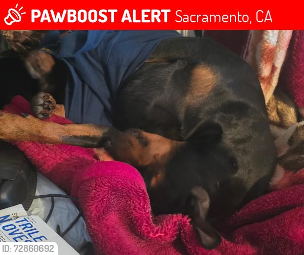Lost Male Dog last seen Rio linda, Sacramento, CA 95838