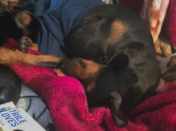 Lost Male Dog last seen Rio linda, Sacramento, CA 95838