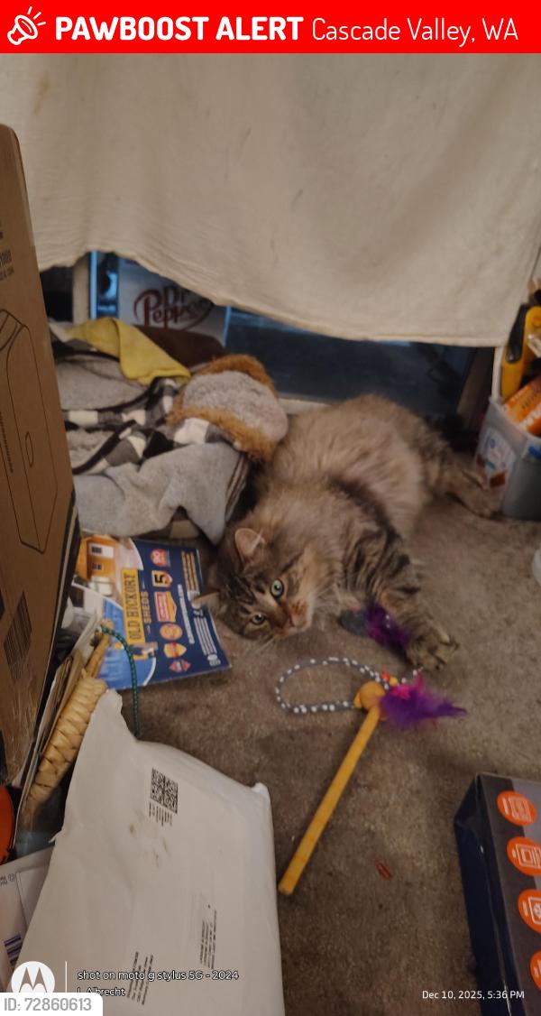 Lost Male Cat last seen Cindi Lane NE & Ottmar / Cascade Valle, Cascade Valley, WA 98837