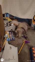 Lost Male Cat last seen Cindi Lane NE & Ottmar / Cascade Valle, Cascade Valley, WA 98837