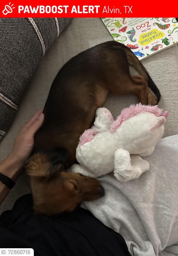 Lost Male Dog last seen Near Fairview Dr Alvin tx 77511, Alvin, TX 77511