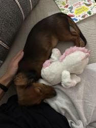 Lost Male Dog last seen Near Fairview Dr Alvin tx 77511, Alvin, TX 77511