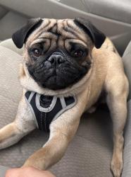 Lost Male Dog last seen Melrose benseville, Bensenville, IL 60106