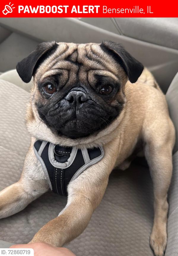 Lost Male Dog last seen Melrose benseville, Bensenville, IL 60106