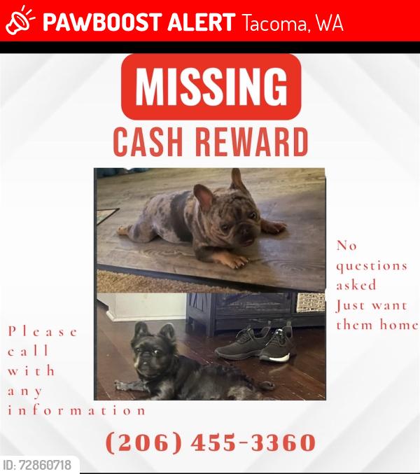 Lost Male Dog last seen 38th & K st, Tacoma, WA 98418