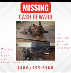 Lost Male Dog last seen 38th & K st, Tacoma, WA 98418