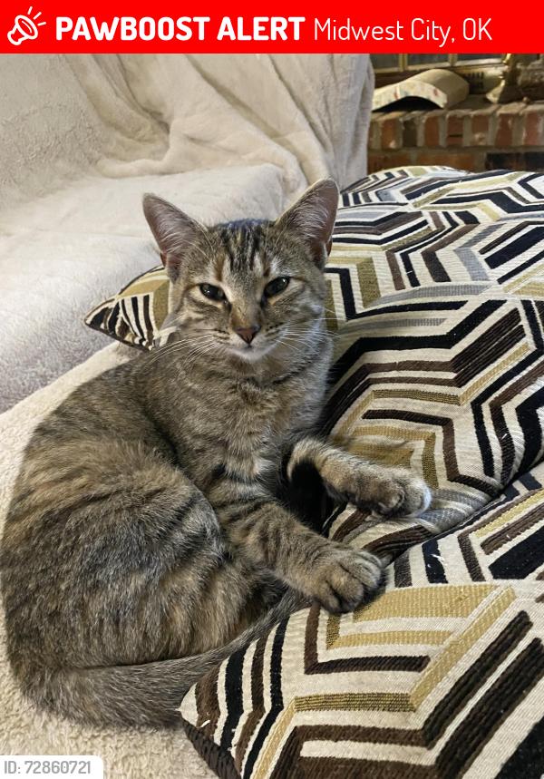 Lost Female Cat last seen Near Key Blvd & SE 15th st, Midwest City, OK 73110
